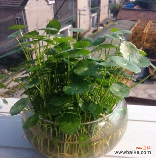 小盆栽中寓意好的花有哪些？