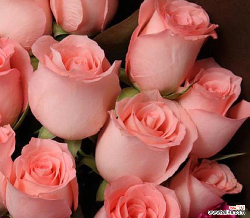 橙玫瑰花语的深刻含义与传递 橙玫瑰