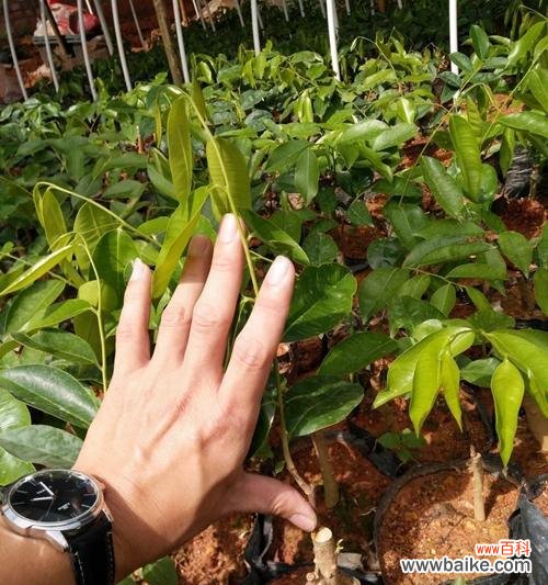 探索沉香树的寓意与风水作用 沉香树风水之神奇力量