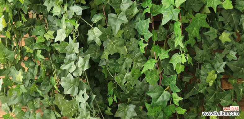 美丽的常春藤花绽放的寓意与象征 常春藤花语