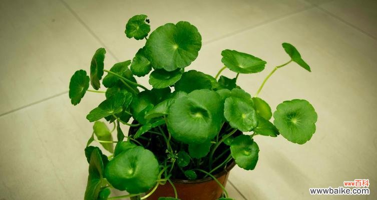 探索常春藤的神秘力量，为您带来好运与繁荣 常春藤的寓意与象征风水