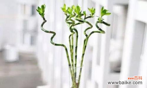 探索常春藤的神秘力量，为您带来好运与繁荣 常春藤的寓意与象征风水