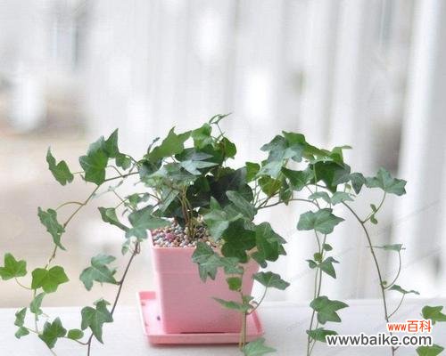 探索常春藤的神秘力量，为您带来好运与繁荣 常春藤的寓意与象征风水