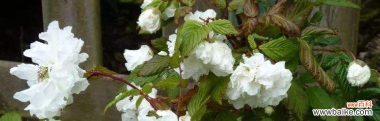 茶蘼花的象征与寓意 茶蘼花