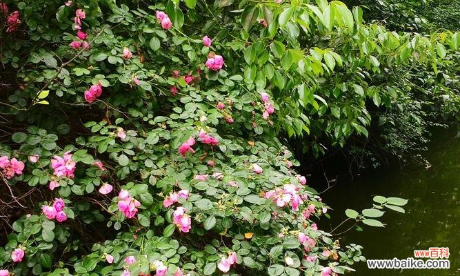 茶蘼花的象征与寓意 茶蘼花