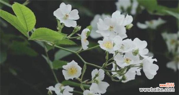 茶蘼花的象征与寓意 茶蘼花