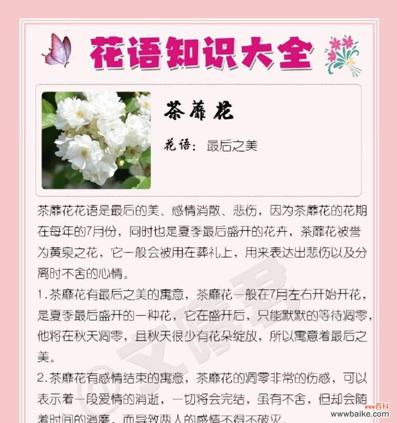 探寻茶蘼花语,解读它的含义 茶蘼的花语与寓意