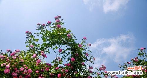 探寻茶蘼花语,解读它的含义 茶蘼的花语与寓意