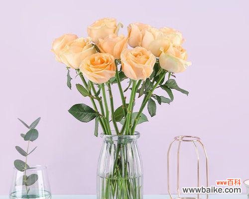 玫瑰花的象征意义及其背后的故事 十朵玫瑰花所代表的深刻含义