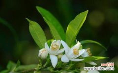 探索橙子在文化、艺术和心理上的重要象征 橙子的象征意义