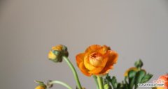 橙色蔷薇的温暖与活力 橙色蔷薇花语及代表意义