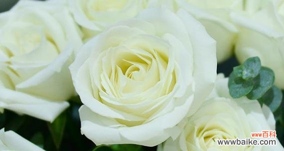11朵白玫瑰的情感寓意和表达方式 传递真挚爱意的白玫瑰花语
