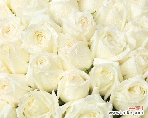11朵白玫瑰的花语含义与传达方式 白玫瑰的花语