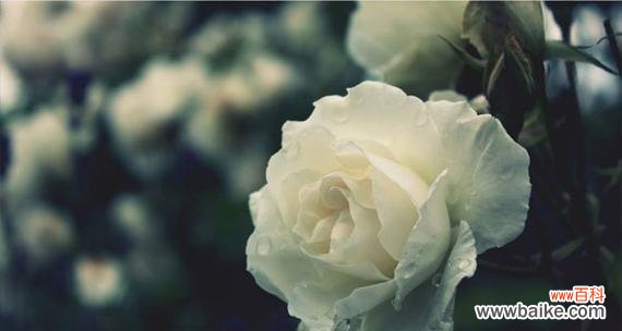 11朵白玫瑰的花语含义与传达方式 白玫瑰的花语