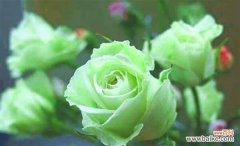 传递爱意的芬芳力量 11朵粉色玫瑰的花语