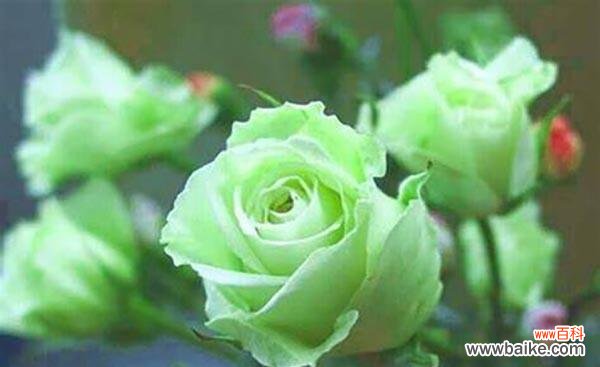 传递爱意的芬芳力量 11朵粉色玫瑰的花语