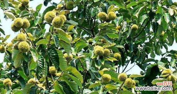 揭示板栗树在风水中的重要地位与象征意义 板栗树的风水作用与寓意