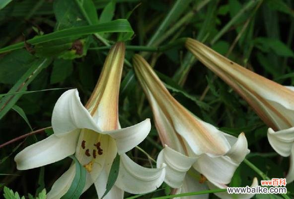 揭示百合花的吉祥之道与居家宜忌 百合花的寓意与象征风水