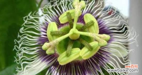 探究百香果所代表的象征意义与文化内涵 百香果的象征意义及文化内涵