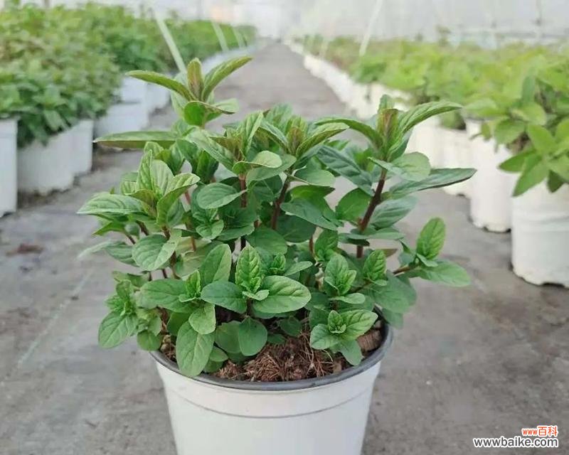 清新解暑之花与幸福幸运之象征 薄荷花的花语与代表意义