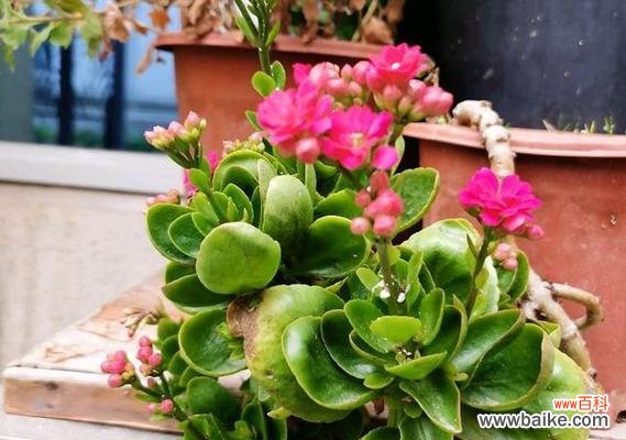 好脾气的花有哪些寓意?它们在花卉语言中的地位如何?