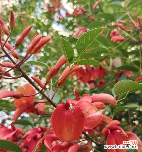 红色意义象征的花有哪些?