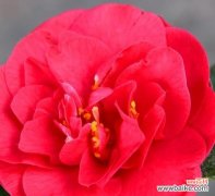 红色意义象征的花有哪些？