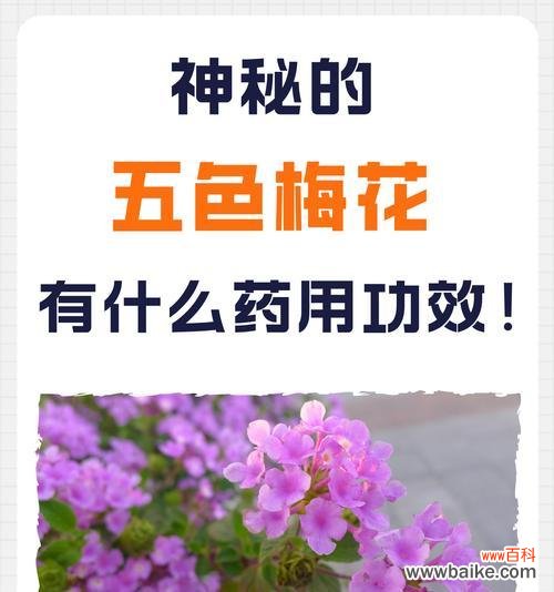 红五花代表什么含义？红五花在传统中的象征意义是什么？