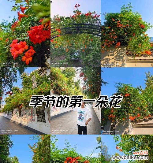 凌霄花代表了什么?它在自然界中代表了什么?