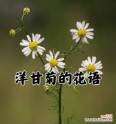 纯真爱情的象征花朵有哪些？