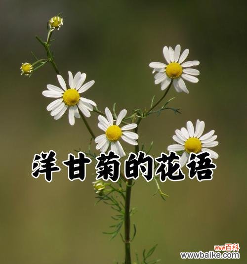 纯真爱情的象征花朵有哪些？