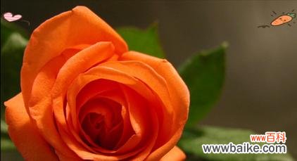 纯真爱情的象征花朵有哪些？