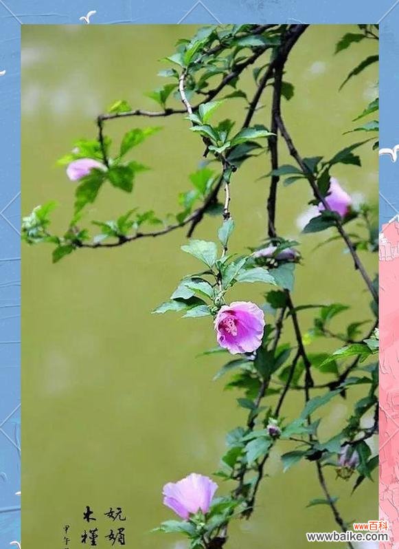 木槿花性格象征及其寓意是什么?