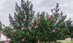 木槿花性格象征及其寓意是什么？