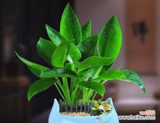 哪种花具有转运的含义？转运花有哪些？