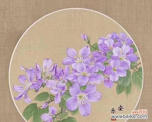 紫荆花象征着什么？它在传统中有哪些寓意？