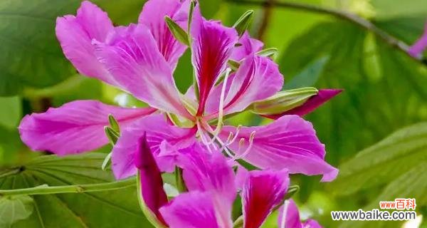 紫荆花象征着什么？它在传统中有哪些寓意？