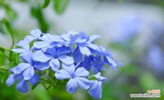 潮汕蓝色的花寓意是什么？潮汕地区蓝色花卉的特殊含义是什么？