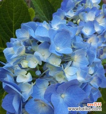 潮汕蓝色的花寓意是什么？潮汕地区蓝色花卉的特殊含义是什么？