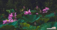 夏荷花语有哪些独特之处？夏荷的花语代表了什么？