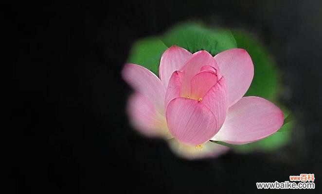 夏荷花语有哪些独特之处？夏荷的花语代表了什么？