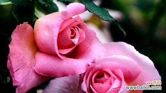 传递情感的花束——11朵玫瑰花的象征意义 11朵玫瑰花代表的含义