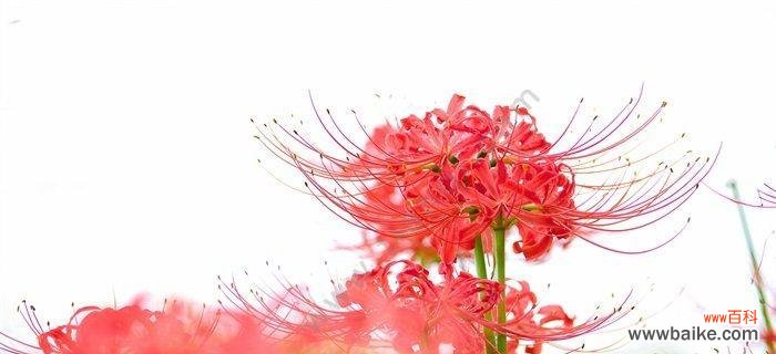 探寻彼岸花的花语和丰富多彩的色彩世界 彼岸花的花语与色彩世界