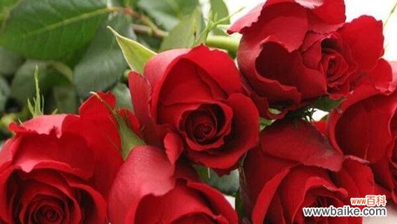 花开爱意 爱情花语-传递爱意的花朵