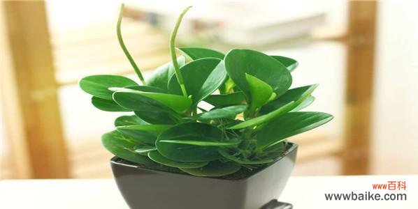 探讨碧玉花的吉祥之意与适宜摆放的场所 碧玉花的风水寓意与摆放位置