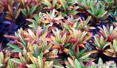 探寻变色木的神秘之处与养护方法 变色木的风水寓意与摆放位置