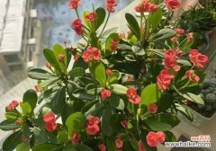 让繁茂生机融入家居环境的关键 变叶木风水的寓意与摆放位置