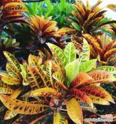 探索变叶木开花现象的奥秘及象征意义 变叶木的神奇之处