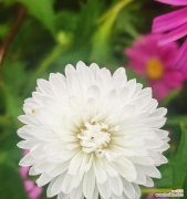 以花言语传递哀思的莲花 哀悼之花