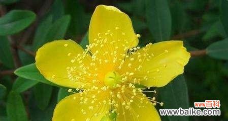 以花语表达深情 爱的花语